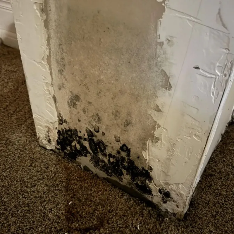 Professional Mold Removal in Mineral County, WV